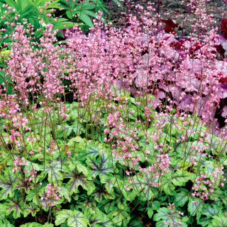 Гейхерелла 'Тапестри' (Heucherella 'Tapestry')