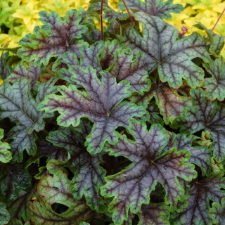 Гейхерелла 'Тапестри' (Heucherella 'Tapestry')