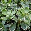 Пахизандра верхушечная 'Variegata' (Pachysandra ter. 'Variegata')