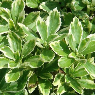 Пахизандра верхушечная 'Variegata' (Pachysandra ter. 'Variegata')