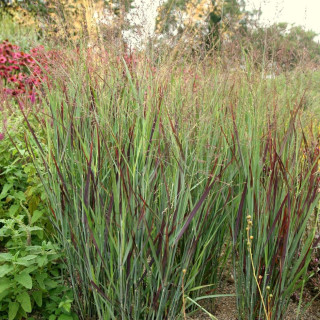 Просо прутевидне 'Shenandoah' (Panicum virgatum 'Shenandoah')