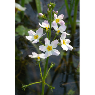 Плавушник болотяний (Hottonia palustris)