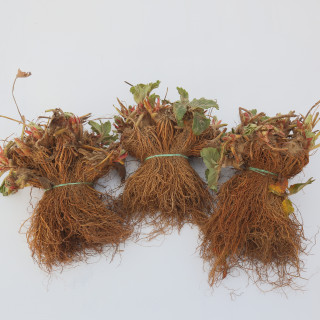 Земляника садовая фриго сорт 'Aromas' класс А (Fragaria ananassa 'Aromas') (Голландия)