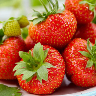 Земляника садовая фриго сорт 'Sonata' (Fragaria ananassa frigo 'Sonata') (Украина)