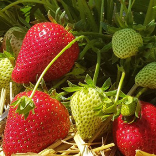 Земляника садовая фриго сорт 'Verdi' (Украина) (Fragaria ananassa frigo 'Verdi')