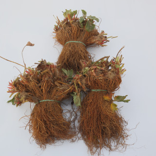 Земляника садовая фриго сорт 'Sonata' класс А (Fragaria ananassa frigo 'Sonata')  (Голландия)