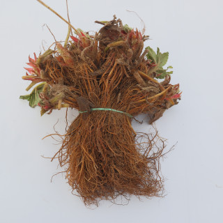 Земляника садовая фриго сорт 'Verdi'  (Fragaria ananassa frigo 'Verdi')  (Голландия)