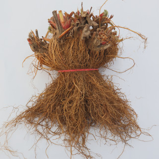 Земляника садовая фриго сорт 'Sonata' (Fragaria ananassa frigo 'Sonata') (Украина)