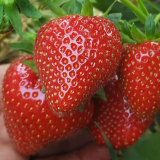 Земляника садовая фриго сорт 'Verdi'  (Fragaria ananassa frigo 'Verdi')  (Голландия)