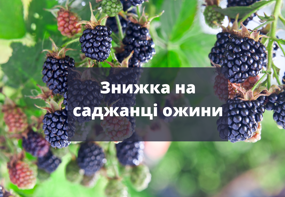 Акція на саджанці ожини