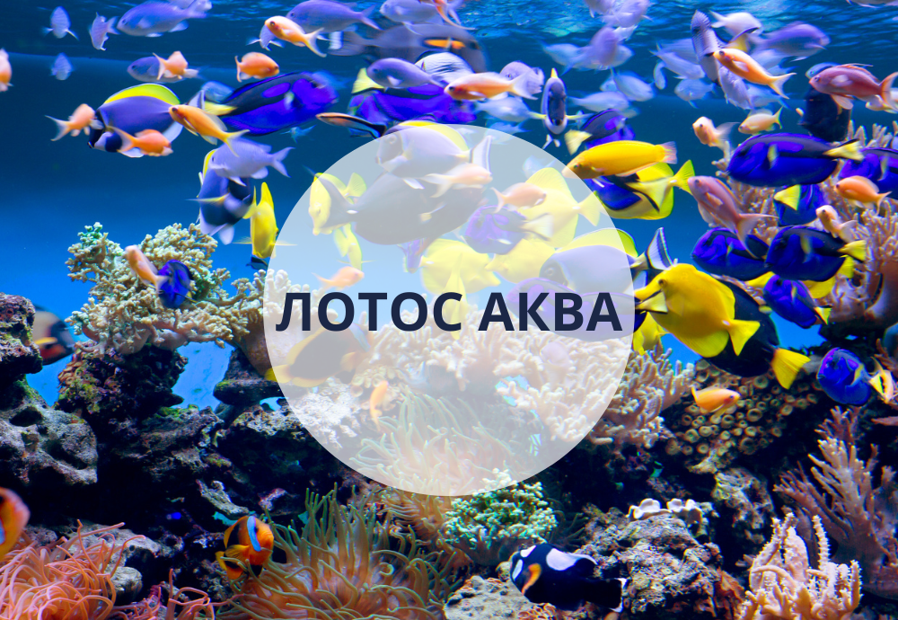 Акваріумістика від Лотос К