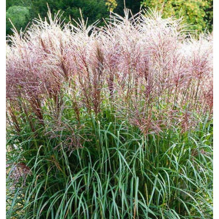Міскантус китайський "Kleine Fontäne" (Miscanthus sin. "Kleine Fontäne")