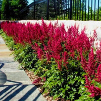 Астільба 'Burgundy Red' (Astibe 'Burgundy Red')