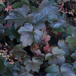 Гейхера (Heuchera 'Blackout')
