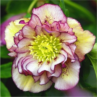 Чмерник східний "Double Ellen Picotee" (Helleborus or. "Double Ellen Picotee" )
