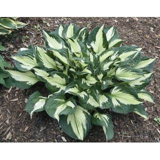 Хоста 'Colered Hulk' (Hosta  'Colered Hulk') 
