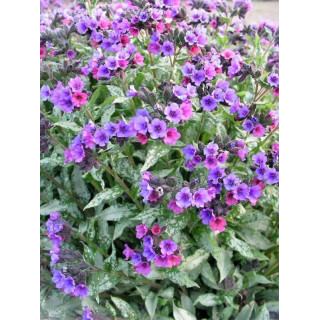 Majestee (Pulmonaria 'Majestee' )