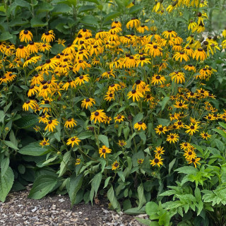 Рудбекия "Goldsturm" (Rudbeckia fulgida "Goldsturm")