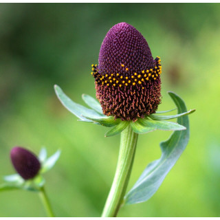 Рудбекия "'Green Wizard" (Rudbeckia occ. 'Green Wizard)