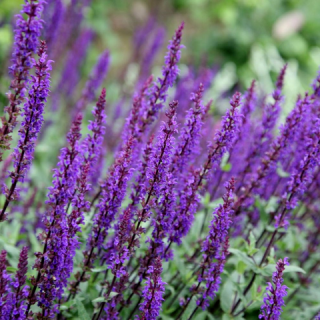 Шавлія дібровна 'Caradonna (Salvia nemorosa 'Caradonna')