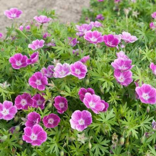 Герань криваво-красная 'Elke' (Geranium sang. 'Elke')