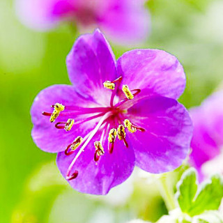 Герань ''Czakor' (Geranium macr. ''Czakor')