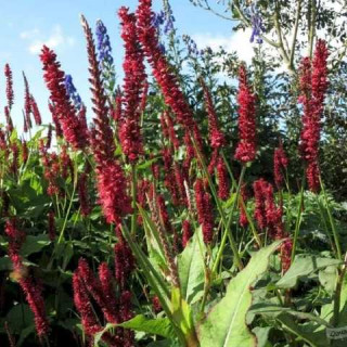 Горец ''Blackfield'  (Persicaria amplexicaulis 'Blackfield')