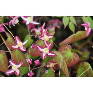 Горянка красная (Epimedium rubrum 'Galadriel')