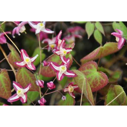Горянка красная (Epimedium rubrum 'Galadriel')