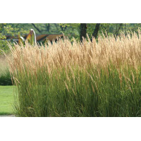 Куничник гостроквітковий 'Karl Foerster' (Calamagrostis acu. 'Karl Foerster')