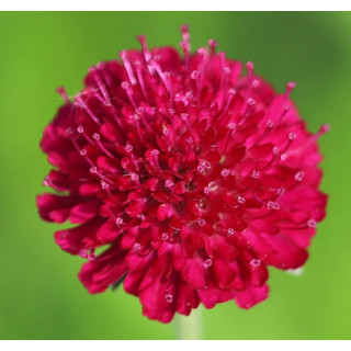 Knautia macedonica 'Mars Midget' (Короставник македонський 'Mars Midget')