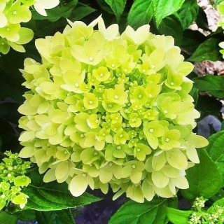 Гортензія LITTLE LIME'Jane' (Hydrangea paniculata LITTLE LIME'Jane')
