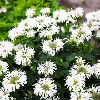 Монарда 'Bee-Bright' (Monarda 'Bee-Bright')