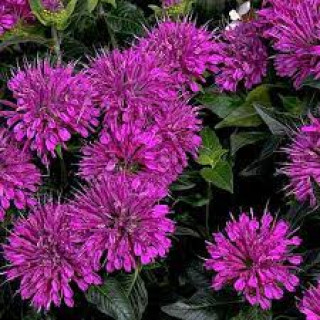 Монарда 'Purple Lace' (Monarda 'Purple Lace')