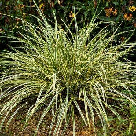 Осока моррова 'Goldband' (Carex morrowii 'Goldband') 