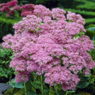 Седум "Brillant" (Sedum spectabile "Brillant")