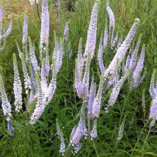 Вероника долголистная 'Antarctica (Veronica longifolia 'Antarctica)