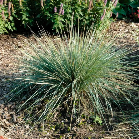 Вівсюнець пустельний (Helictotrichon sempervirens)