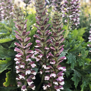 Акантус венгерский (Acanthus hungaricus)