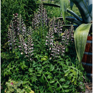 Акантус венгерский (Acanthus hungaricus)