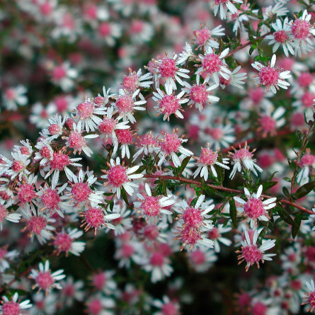 Астра бококвіткова 'Lady inBlack' (Aster lat. 'Lady inBlack')