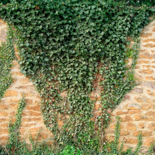 Плющ звичайний (Hedera helix )