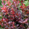 Барбарис тунберга "Атропурпурея Нана" (Berberis thunbergii 'Atropurpurea Nana' )