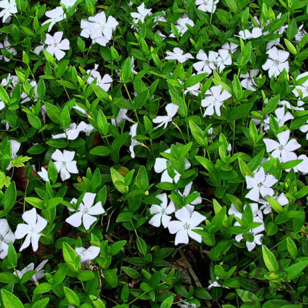 Барвинок малый ("Alba") Vinca minor "Alba"