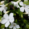 Барвинок малый ("Alba") Vinca minor "Alba"