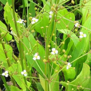 Частуха звичайна (Alisma plantago-aquatica)