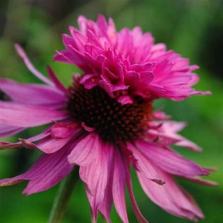 Эхинацея "Doppeldecker" (Echinacea purp. 'Doppeldecker' )