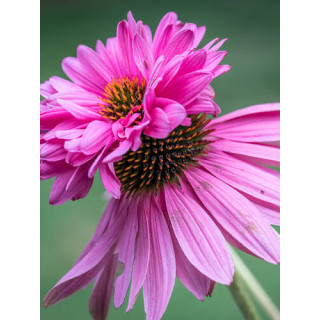 Эхинацея "Doppeldecker" (Echinacea purp. 'Doppeldecker' )