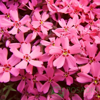 Флокс шиловидний Phlox subulata "Red Wind"