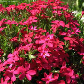 Флокс шиловидний Phlox subulata "Red Wind"